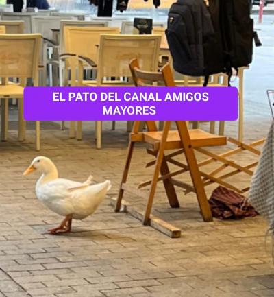 PATO AMIGOS MAYORES